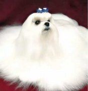 冬天寵物毛發靜電怎么辦？