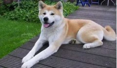 狗狗小知識，您知道多少？