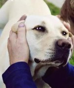 養狗之后才知道，這世界上真有無條件的愛…