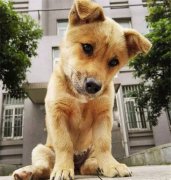 你眼中的土狗，它是我的家人！