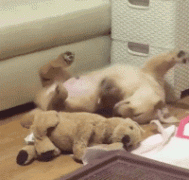 什么暖汪，全都是騙我養狗編出來的鬼話！