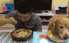 如果你家也有只吃貨狗狗，這點一定要注意！