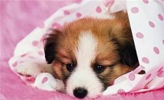 主人在狗狗心中的位置，從它睡覺位置就能看出