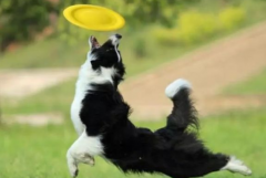 狗狗春季掉毛持續多久？如何改善愛寵的被毛？