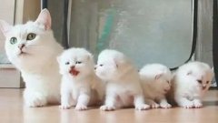 貓咪一生要經歷的六個階段，你家貓處于哪個時期？